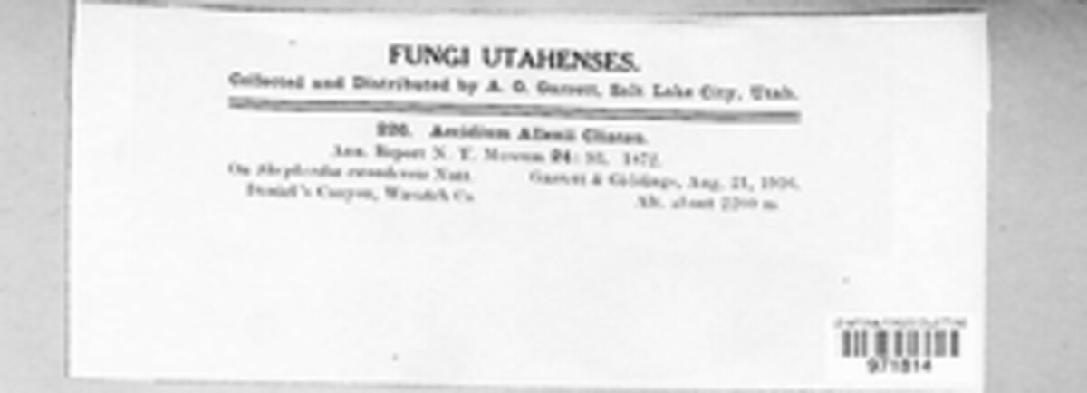 Dicaeoma allenii image